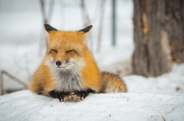 Types Of Energy Healing For Animals And Their Benefits