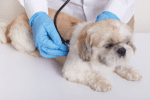 A Heartfelt Guide to Supporting Your Dog’s Recovery